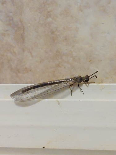Nuzum's Antlion