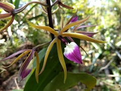Prosthechea brassavolae