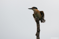 Todiramphus sanctus macmillani