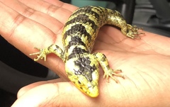 Abronia taeniata