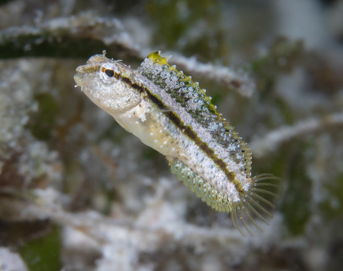 Smooth Sabretooth Blenny