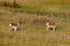 Procapra picticaudata