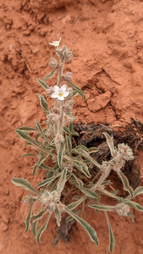 Image of Oreocarya tenuis by (c) Jake Armstrong, some rights reserved (CC BY)