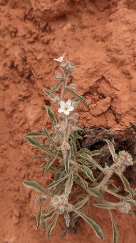 Image of Oreocarya tenuis by (c) Jake Armstrong, some rights reserved (CC BY)