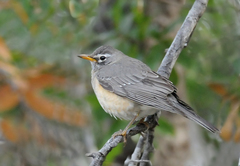 Turdus migratorius confinis