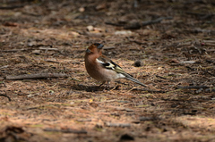 Fringilla coelebs
