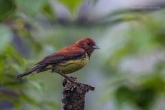 Emberiza rutila