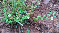 Lantana velutina