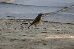 Phoenicurus phoenicurus