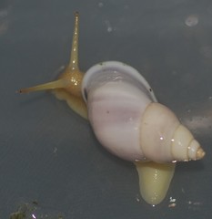 Drymaeus geometricus