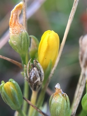 Blackstonia perfoliata