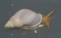 Drymaeus geometricus
