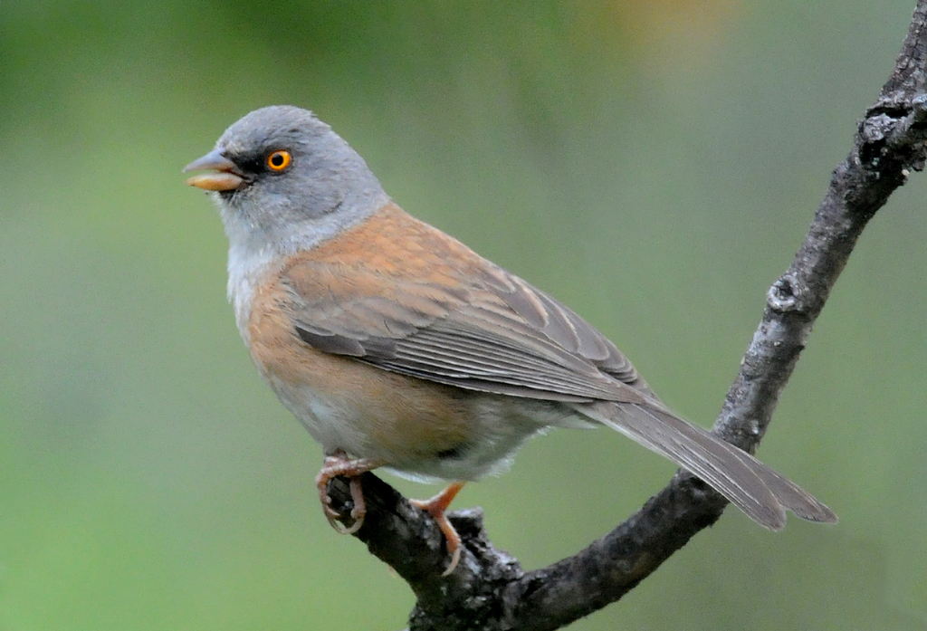 Baird's Junco photo