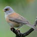 Baird's Junco - Photo (c) Steven Mlodinow, some rights reserved (CC BY-NC), uploaded by Steven Mlodinow