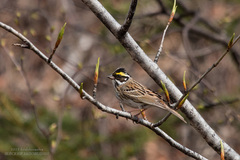Emberiza chrysophrys