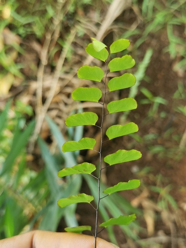 Adiantum lunulatum image