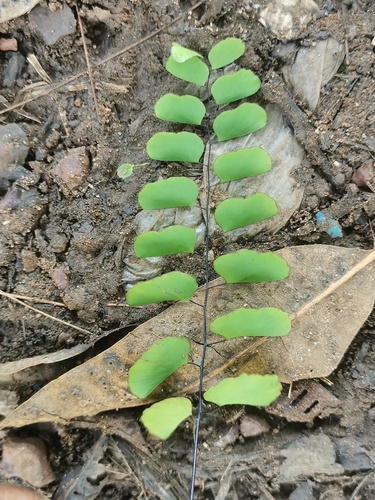 Adiantum lunulatum image