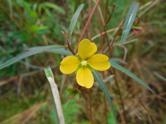 Ludwigia longifolia