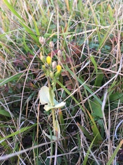 Blackstonia perfoliata