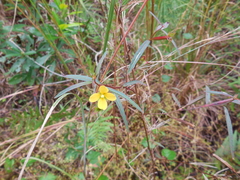 Ludwigia longifolia