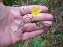 Ludwigia longifolia