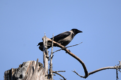 Corvus cornix