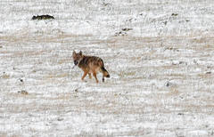 Canis lupus filchneri