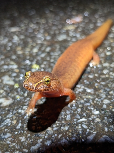 Spring Salamander
