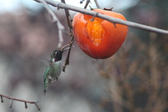 Caprimulgiformes