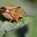 Red Shield Bug - Photo (c) Erland Refling Nielsen, some rights reserved (CC BY-NC)