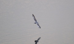 Chroicocephalus ridibundus