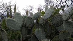 Opuntia jaliscana