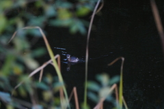 Tachybaptus ruficollis