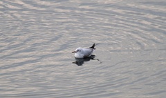 Chroicocephalus ridibundus