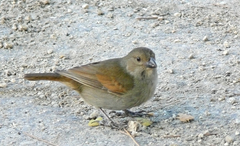Loxigilla barbadensis