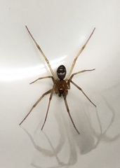 Steatoda grossa