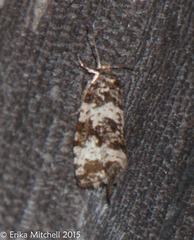 Olethreutes glaciana