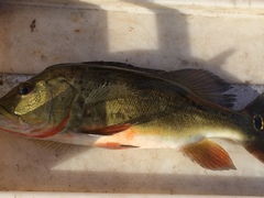 Cichla ocellaris