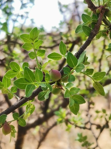 Mexican Frankincense