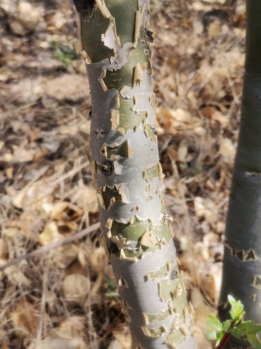 Mexican Frankincense