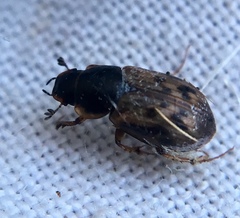 Aphodius