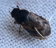 Aphodius