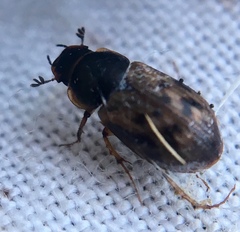 Aphodius