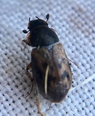 Aphodius