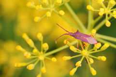 Gonocerus insidiator