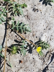 Tribulus terrestris