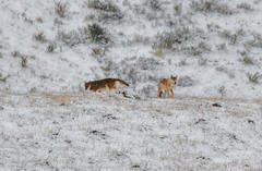 Canis lupus filchneri