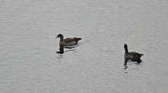 Alopochen aegyptiaca