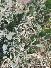 Atriplex lentiformis