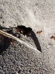 Dorymyrmex bicolor